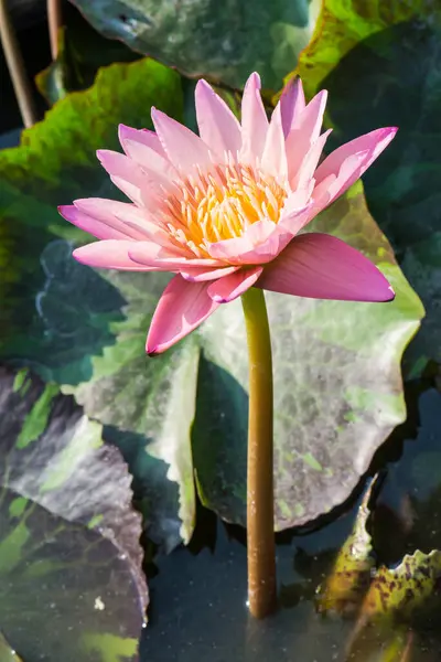 Pink lotus flower in water pond, Thailand