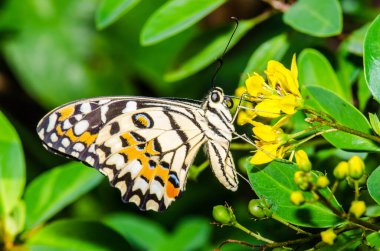 Tayland 'da halk parkında çiçek üzerinde kelebek