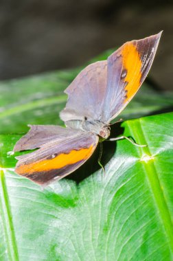 Black butterfly on green leaf, Thailand.