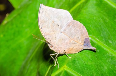 Beautiful butterfly on green leaf, Thailand.