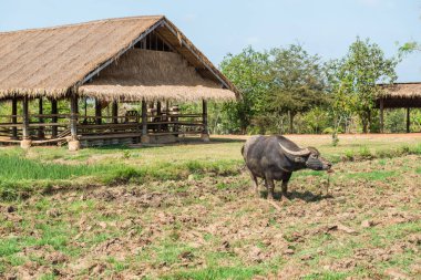 Tayland 'da dosyalanmış siyah bufalo.