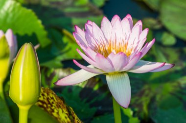 Tayland 'da su birikintisinde pembe nilüfer çiçeği