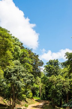 Khlong Lan Ulusal Parkı, Tayland Ağaçları
