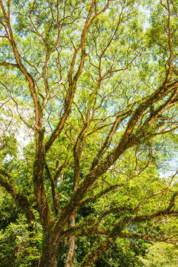Khlong Lan Ulusal Parkı, Tayland Ağaçları