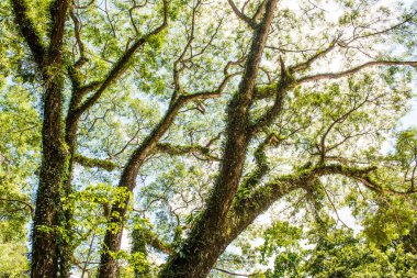 Khlong Lan Ulusal Parkı, Tayland Ağaçları