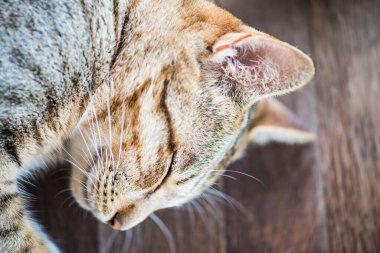 Tayland 'da uyuyan kedi..