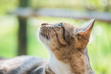 Tay kedi görünümlü Aksiyon, Tayland.