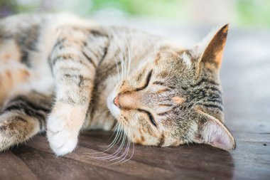 Tayland 'da uyuyan kedi..