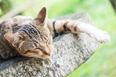 Tayland 'da uyuyan kedi..