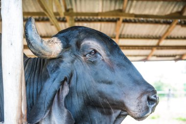 Brahman Sığırları, Tayland.