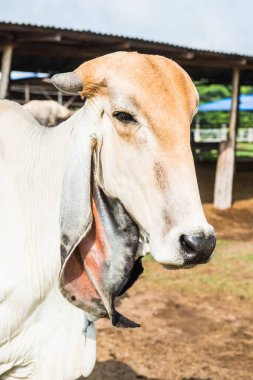 Brahman Sığırları, Tayland.
