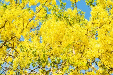 Ağaçta Altın Duş Çiçeği, Tayland
