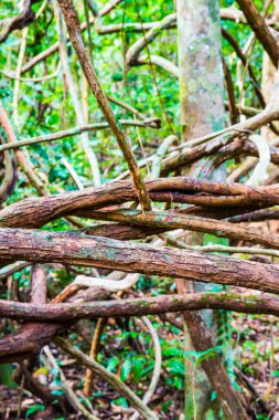 Ulusal Park, Tayland 'da Tropik Ağaç Kökleri.
