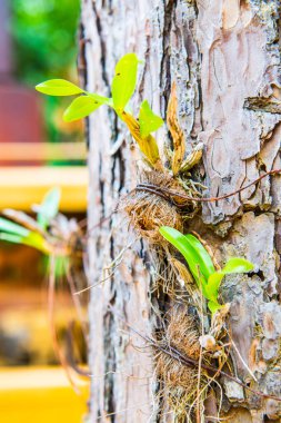 Orkide ağacı, Tayland 'da.