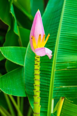 Ağaçta pembe muz çiçeği, Tayland.