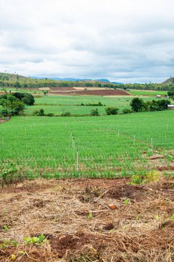 Chiang Mai, Tayland 'da Mae Chaem bölgesinin dağ manzaralı tarım alanı.