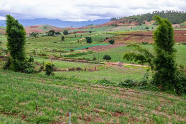 Chiang Mai, Tayland 'da Mae Chaem bölgesinin dağ manzaralı tarım alanı.