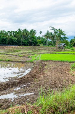 Chiang Mai, Tayland 'da Mae Chaem bölgesinin dağ manzaralı tarım alanı.