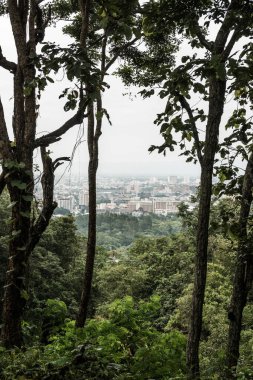 Ağaç önplanlı Chiangmai şehri manzarası, Tayland.