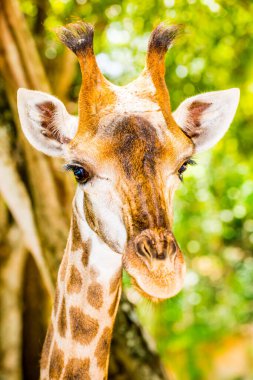 Zürafa, Tayland 'a yakın çekim.