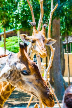 Zürafa 'nın kafası, Tayland.