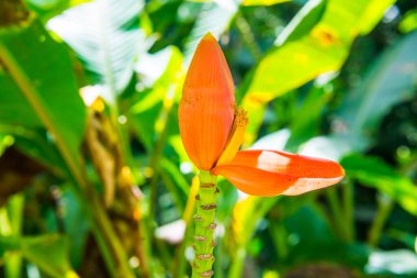 Musa 'nın muz çiçeği Swangpol & Somana, Tayland.
