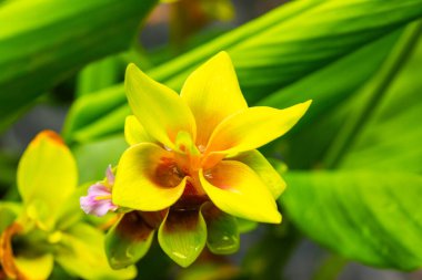 Doğal geçmişi olan Curcuma Alismatifolia çiçeği, Tayland.