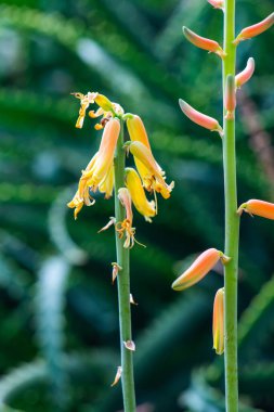 Doğal geçmişi olan Aloe Vera çiçeği, Tayland.