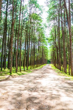 Tayland 'daki Boa Keaw Silvikültürel Araştırma İstasyonu' ndaki Çam Tarlalarının manzarası.