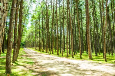 Tayland 'daki Boa Keaw Silvikültürel Araştırma İstasyonu' ndaki Çam Tarlalarının manzarası.