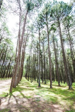 Tayland 'daki Boa Keaw Silvikültürel Araştırma İstasyonu' ndaki Çam Tarlalarının manzarası.