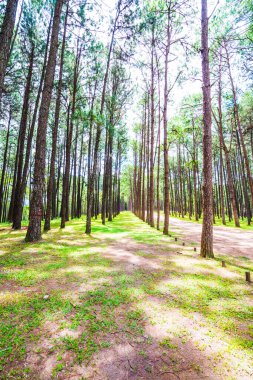 Tayland 'daki Boa Keaw Silvikültürel Araştırma İstasyonu' ndaki Çam Tarlalarının manzarası.