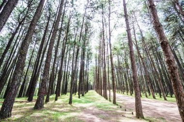Tayland 'daki Boa Keaw Silvikültürel Araştırma İstasyonu' ndaki Çam Tarlalarının manzarası.