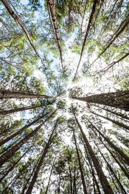 Tayland 'daki Boa Keaw Silvikültürel Araştırma İstasyonu' nda Çam Ağacı Ormanı.