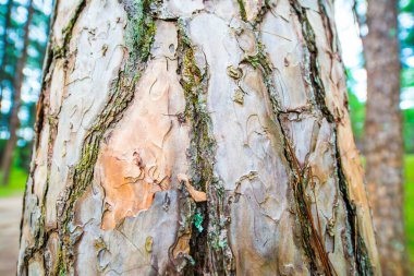 Çam Ağacı, Tayland.