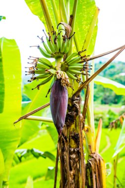 Muz çiçeği ve meyveler Tayland 'da.