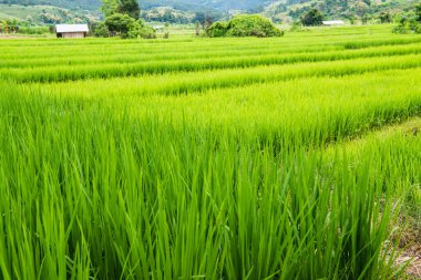 Tayland 'da pirinç tarlaları.