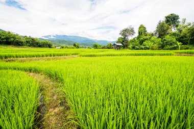 Tayland 'da pirinç tarlaları.