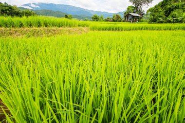 Tayland 'da pirinç tarlaları.