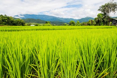 Tayland 'da pirinç tarlaları.