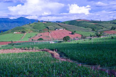 Chiang Mai, Tayland 'da Mae Chaem bölgesinin dağ manzaralı tarım alanı.