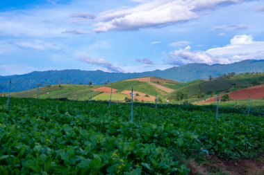 Chiang Mai, Tayland 'da Mae Chaem bölgesinin dağ manzaralı tarım alanı.