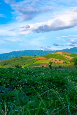 Chiang Mai, Tayland 'da Mae Chaem bölgesinin dağ manzaralı tarım alanı.