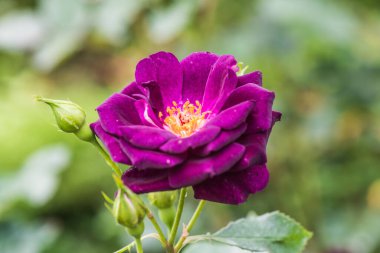 Midnight Blue Rose veya Dark Violet Rose in Garden, Tayland.