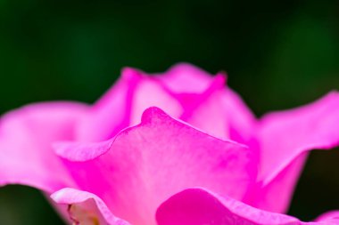 Beverly Rose veya Pembe Gül Bahçede, Tayland.