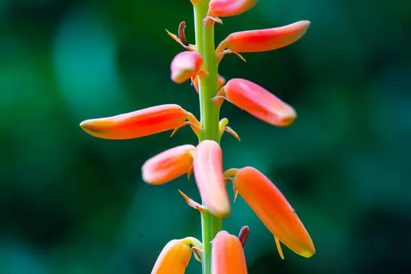 stock image Aloe Vera flower with natural background, Thailand.