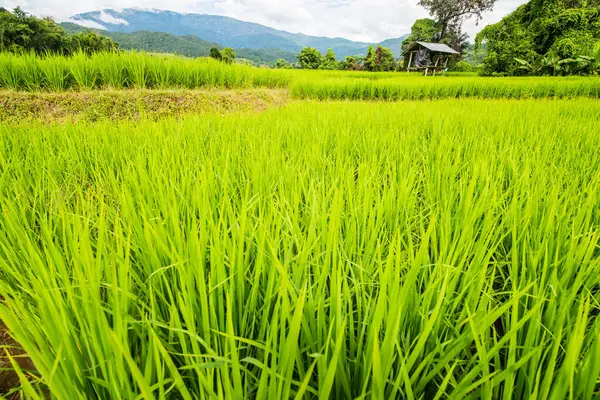 Tayland 'da pirinç tarlaları.