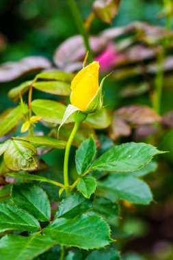 Genç Güneş Parlaması Gül veya Sarı Gül Bahçede, Tayland.