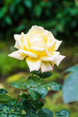 Barış Gülü veya Sarı ve Pembe Gül Bahçede, Tayland.