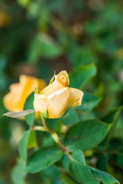 Bhubing 4 Gül veya Sarı ve Pembe Gül Bahçede, Tayland.
